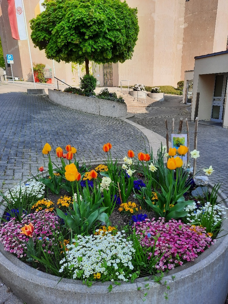 Frühlingsbild von Beet vor Glocken-Treff